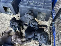 Cappy - Pointador, a female German Shorthaired Pointer and Labrador Retriever for sale in Tacoma, WA – 7 of 8