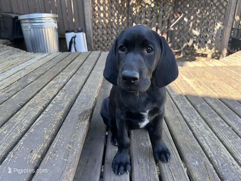 Thoreo - Pointador – German Shorthaired Pointer, Labrador Retriever puppy for sale in Tacoma, WA