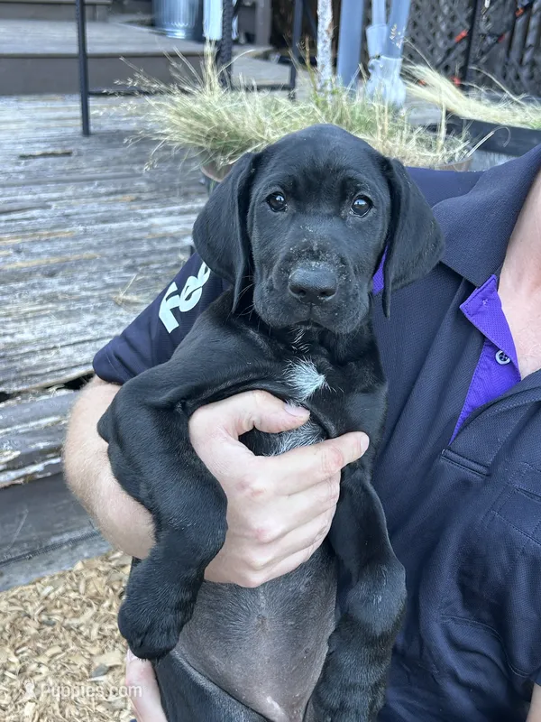 Oreo - Pointador – German Shorthaired Pointer, Labrador Retriever puppy for sale in Tacoma, WA