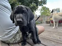 Thoreo - Pointador, a male German Shorthaired Pointer and Labrador Retriever for sale in Tacoma, WA – 2 of 4