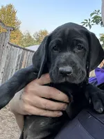 Cappy - Pointador, a female German Shorthaired Pointer and Labrador Retriever for sale in Tacoma, WA – 4 of 8