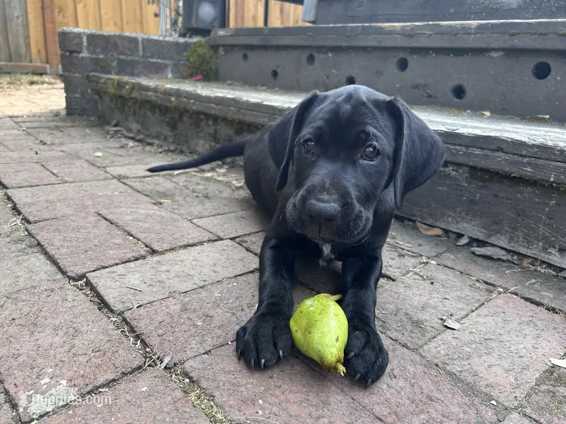 Oreo - Pointador – German Shorthaired Pointer, Labrador Retriever puppy for sale in Tacoma, WA