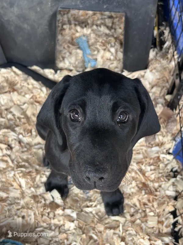 Cappy - Pointador – German Shorthaired Pointer, Labrador Retriever puppy for sale in Tacoma, WA