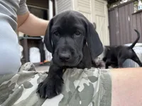 Thoreo - Pointador, a male German Shorthaired Pointer and Labrador Retriever for sale in Tacoma, WA – 4 of 4