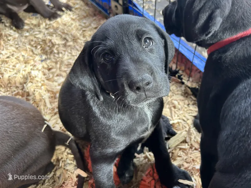 White Feets Boy (white)