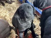 White Feets Boy (white), a male German Shorthaired Pointer and Labrador Retriever for sale in Tacoma, WA – Photo 1 of 4