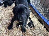 White Feets Boy (white), a male German Shorthaired Pointer and Labrador Retriever for sale in Tacoma, WA – Photo 3 of 4