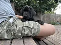 Thoreo - Pointador, a male German Shorthaired Pointer and Labrador Retriever for sale in Tacoma, WA – 1 of 4