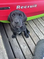 Cappy - Pointador, a female German Shorthaired Pointer and Labrador Retriever for sale in Tacoma, WA – 8 of 8