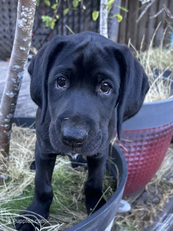 Cappy - Pointador – German Shorthaired Pointer, Labrador Retriever puppy for sale in Tacoma, WA