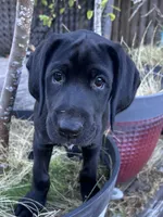 Cappy - Pointador, a female German Shorthaired Pointer and Labrador Retriever for sale in Tacoma, WA – 1 of 8