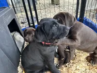 Moon (red), a male German Shorthaired Pointer and Labrador Retriever for sale in Tacoma, WA – Photo 2 of 3