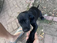 Cappy - Pointador, a female German Shorthaired Pointer and Labrador Retriever for sale in Tacoma, WA – 6 of 8