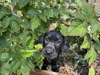 Oreo - Pointador, a female German Shorthaired Pointer and Labrador Retriever for sale in Tacoma, WA – 3 of 4