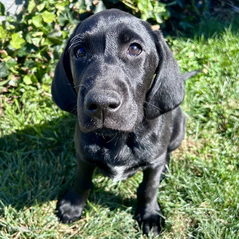 Oreo - Pointador – German Shorthaired Pointer, Labrador Retriever puppy for sale in Tacoma, WA