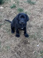 Cappy - Pointador, a female German Shorthaired Pointer and Labrador Retriever for sale in Tacoma, WA – 5 of 8