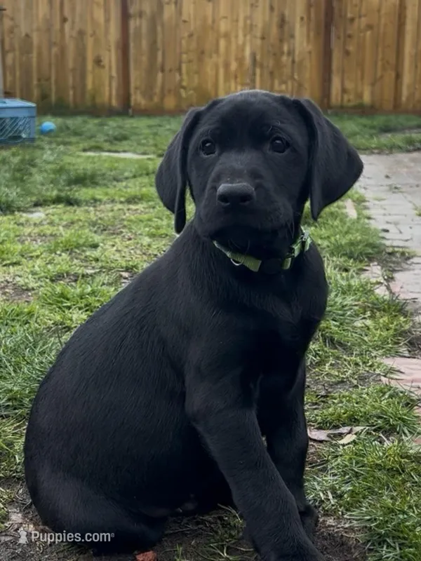 Goofy Girl (light green)
