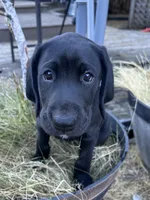 Cappy - Pointador, a female German Shorthaired Pointer and Labrador Retriever for sale in Tacoma, WA – 2 of 8