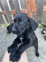 Thoreo - Pointador, a male German Shorthaired Pointer and Labrador Retriever for sale in Tacoma, WA – 3 of 4