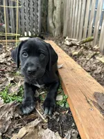 White Feets Girl (gray), a female German Shorthaired Pointer and Labrador Retriever for sale in Tacoma, WA – Photo 5 of 7