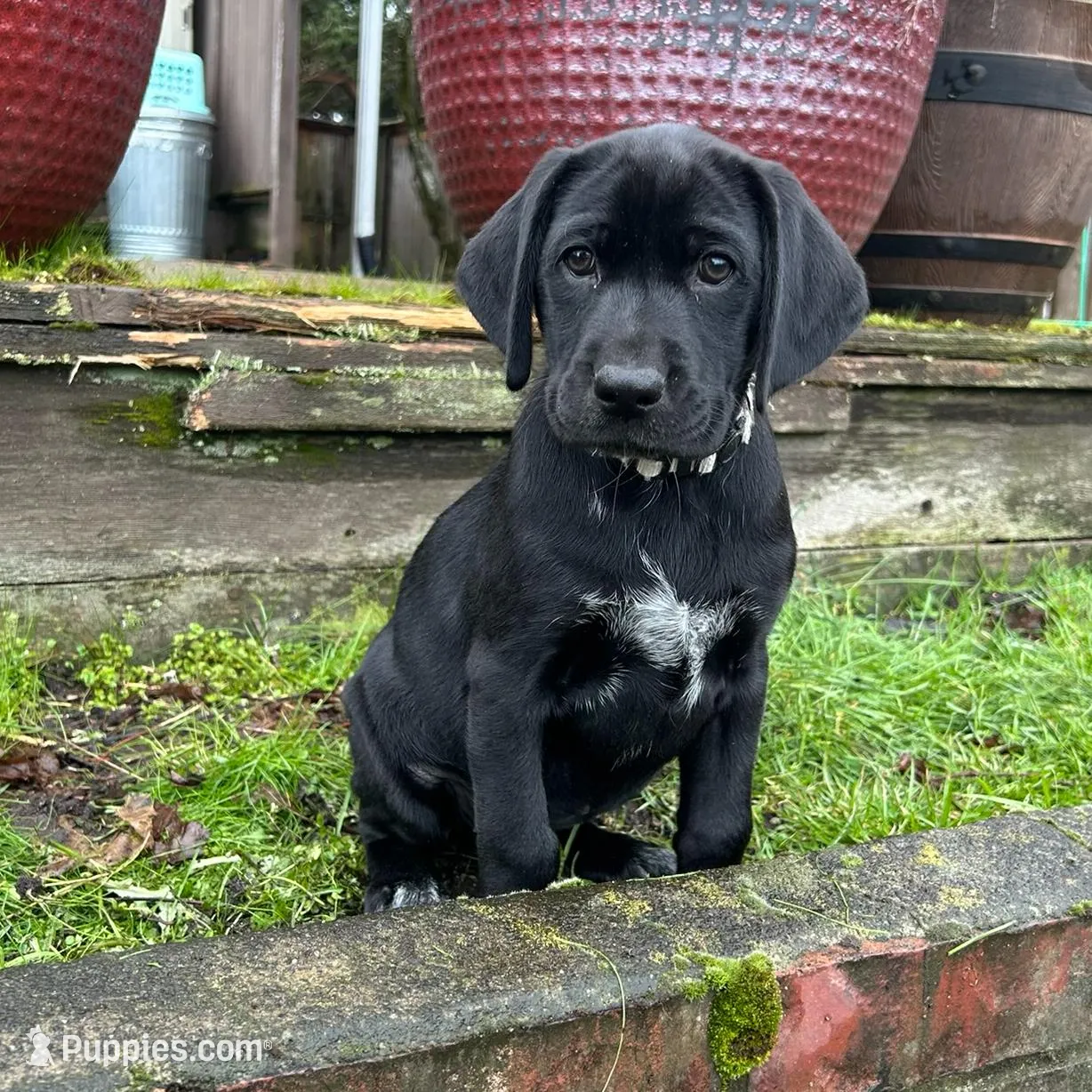 White Feets Girl (gray), a female German Shorthaired Pointer and Labrador Retriever for sale in Tacoma, WA – Photo 3 of 7