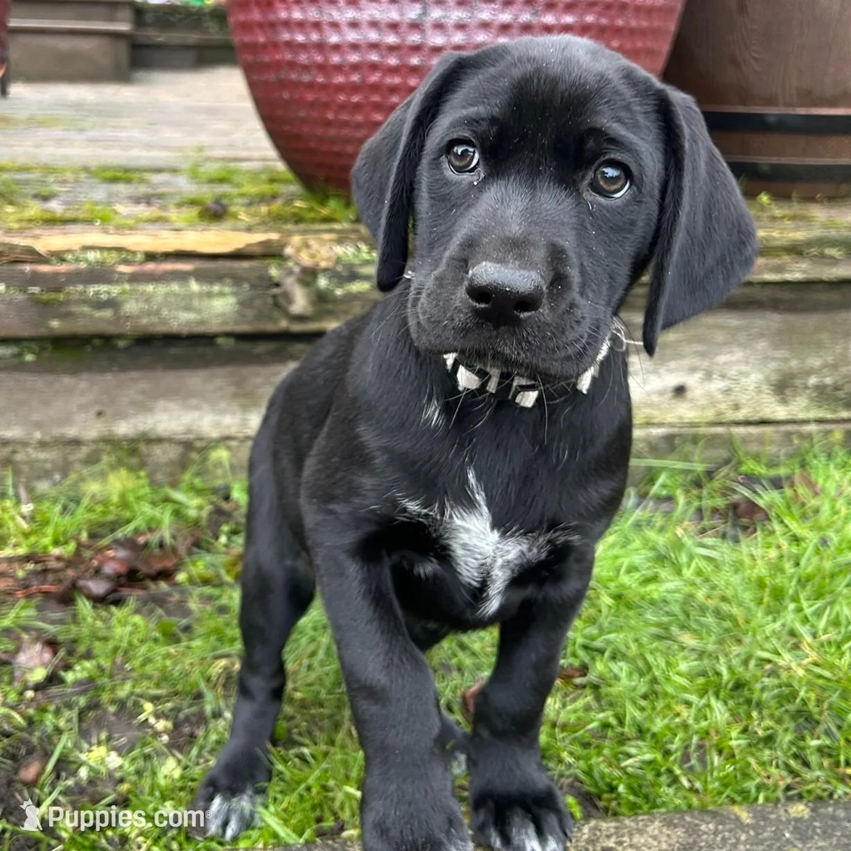 White Feets Girl (gray), a female German Shorthaired Pointer and Labrador Retriever for sale in Tacoma, WA – Photo 1 of 7