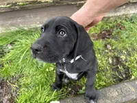 White Feets Girl (gray), a female German Shorthaired Pointer and Labrador Retriever for sale in Tacoma, WA – Photo 2 of 7