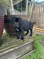 White Feets Girl (gray), a female German Shorthaired Pointer and Labrador Retriever for sale in Tacoma, WA – Photo 7 of 7