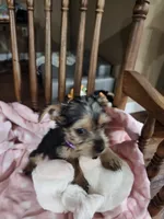 Bella , a female Yorkshire Terrier for sale in Horse Cave, KY – 4 of 8