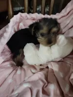 Mila, a female Yorkshire Terrier for sale in Horse Cave, KY – 6 of 8