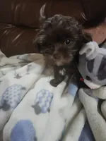 Milo , a male Yorkipoo for sale in Horse Cave, KY – 1 of 7