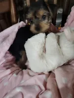 Mila, a female Yorkshire Terrier for sale in Horse Cave, KY – 4 of 8