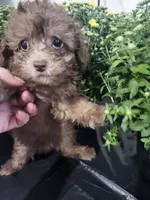 Copper , a male Poodle - Toy  for sale in Horse Cave, KY – 4 of 8