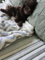 Copper , a male Poodle - Toy  for sale in Horse Cave, KY – 6 of 8