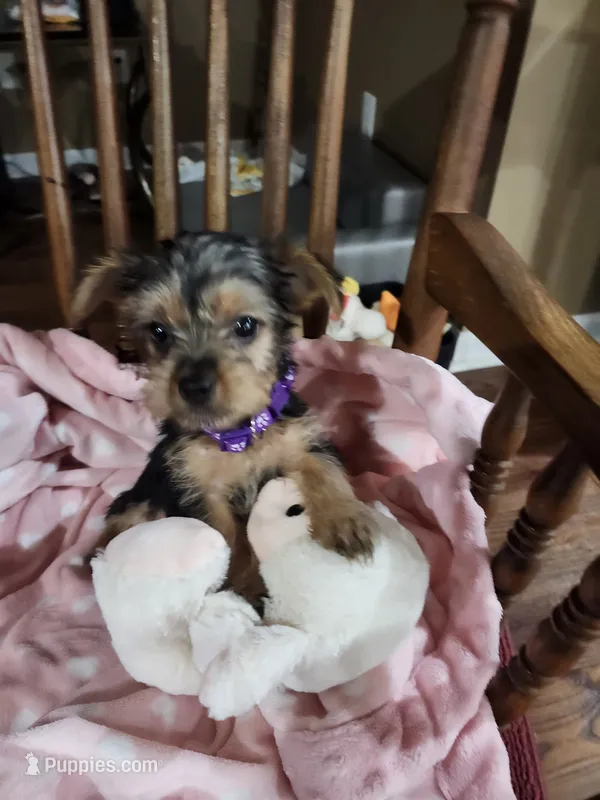 Bella  – Yorkshire Terrier puppy for sale in Horse Cave, KY