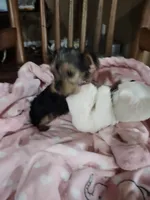 Bella , a female Yorkshire Terrier for sale in Horse Cave, KY – 6 of 8
