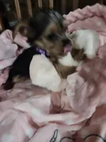 Bella , a female Yorkshire Terrier for sale in Horse Cave, KY – 5 of 8