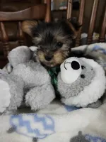 Milo , a male Yorkshire Terrier for sale in Horse Cave, KY – 3 of 8