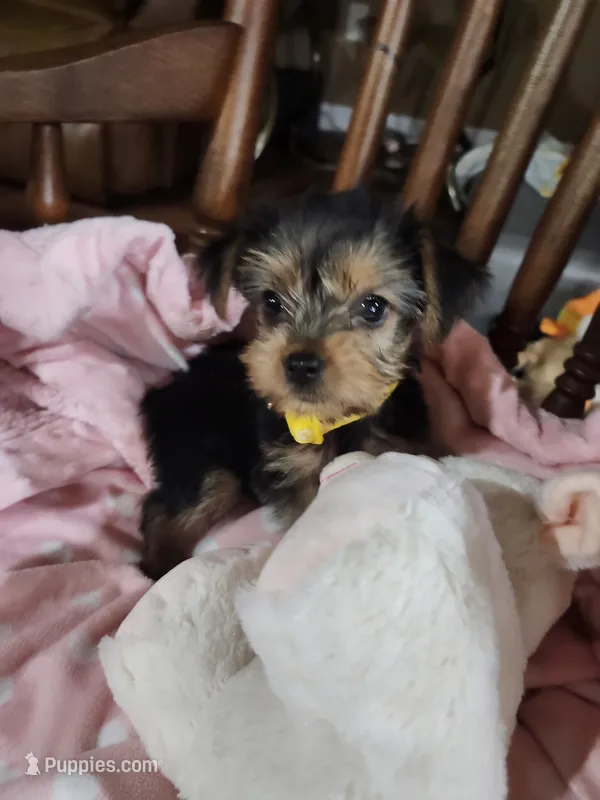 Mila – Yorkshire Terrier puppy for sale in Horse Cave, KY