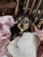 Mila, a female Yorkshire Terrier for sale in Horse Cave, KY – 1 of 8