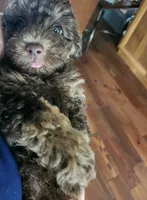 Coco , a male Poodle - Toy  for sale in Horse Cave, KY – 3 of 7