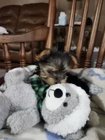 Milo , a male Yorkshire Terrier for sale in Horse Cave, KY – 5 of 8