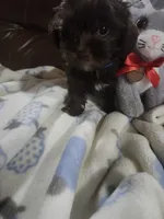 Milo , a male Yorkipoo for sale in Horse Cave, KY – 5 of 7