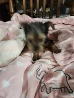 Bella , a female Yorkshire Terrier for sale in Horse Cave, KY – 8 of 8