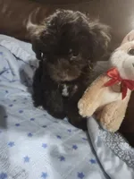 Taz, a male Yorkipoo for sale in Horse Cave, KY – 4 of 7
