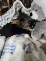 Milo , a male Yorkshire Terrier for sale in Horse Cave, KY – 7 of 8