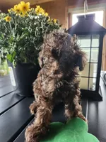 Copper , a male Poodle - Toy  for sale in Horse Cave, KY – 5 of 8