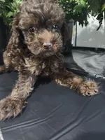 Copper , a male Poodle - Toy  for sale in Horse Cave, KY – 7 of 8