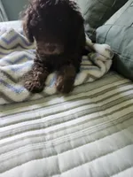 Copper , a male Poodle - Toy  for sale in Horse Cave, KY – 2 of 8