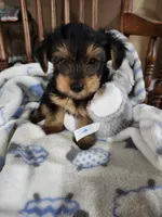 Cooper , a male Yorkshire Terrier for sale in Horse Cave, KY – 5 of 7